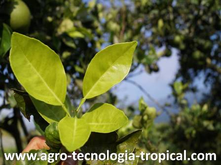 Deficiencia de hierro en naranja